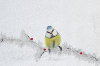 /album/vogels/decem201600008-jpg/