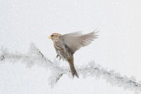 /album/vogels/decem201600012-jpg/