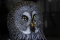 /album/vogels/decem201600013-jpg/