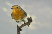 /album/vogels/decem201600014-jpg/