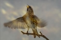 /album/vogels/decem201600015-jpg/