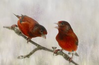 /album/vogels/decem201600016-jpg/