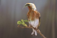 /album/vogels/decem201600017-jpg/