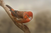 /album/vogels/decem201600018-jpg/
