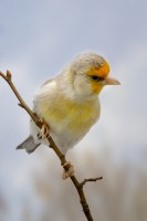 /album/vogels/decem201600019-jpg/