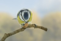 /album/vogels/decem201600020-jpg/