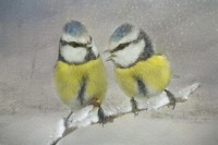 /album/vogels/decem201600021-jpg/